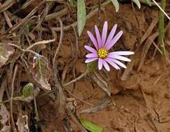 Image of Onoseris alata Rusby