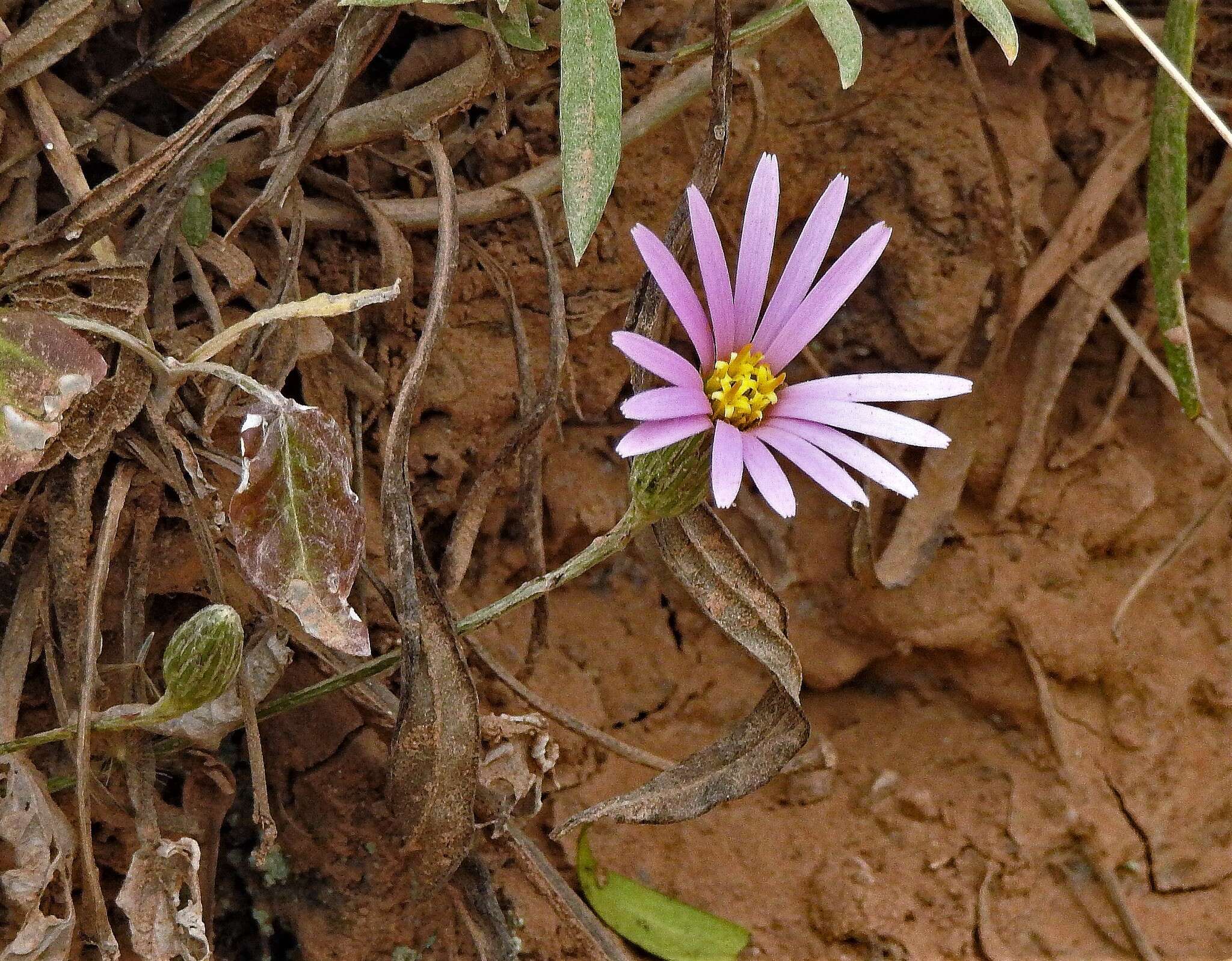 Image of Onoseris alata Rusby