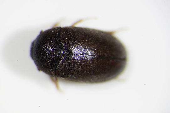 Image of Black carpet beetle
