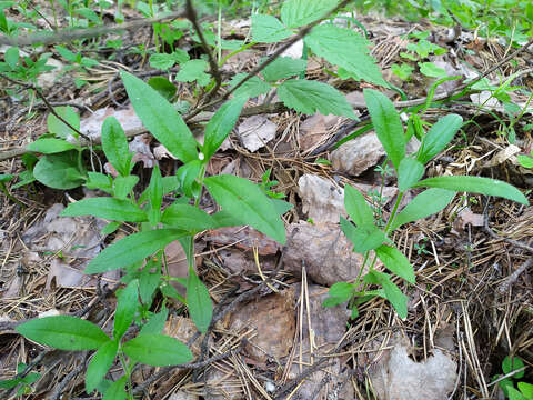 Image of Cerastium pauciflorum Stev. ex Ser.