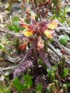 Pedicularis labradorica var. labradorica resmi