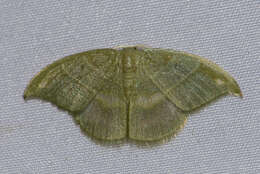 Image of Chlorozancla