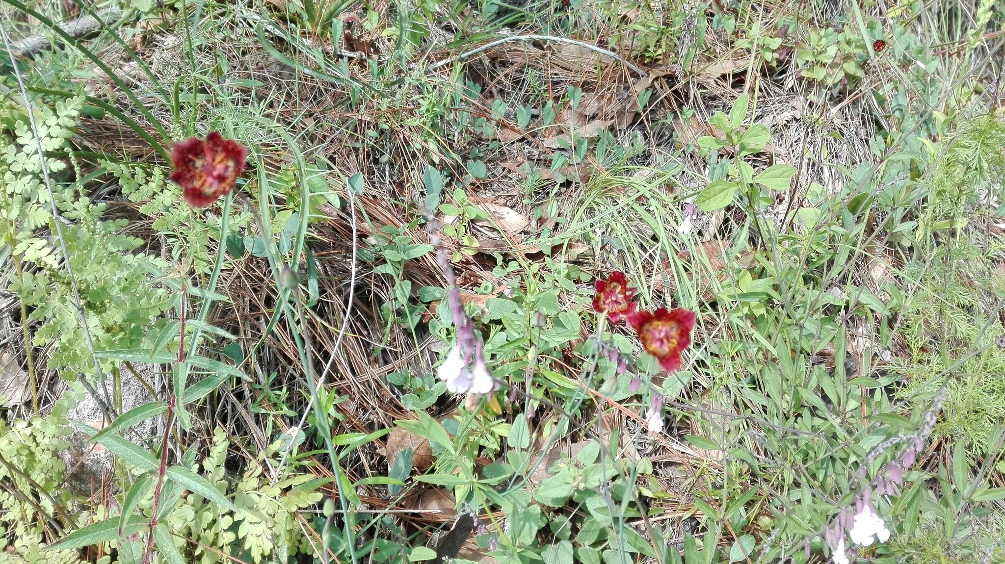 Image of Calochortus pringlei B. L. Rob.