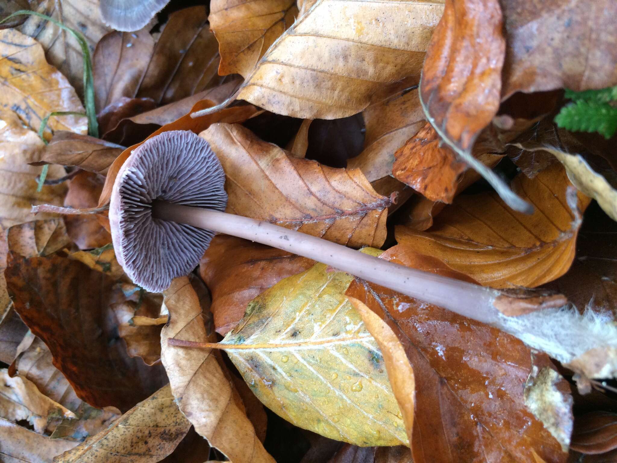 Image of Mycena diosma Krieglst. & Schwöbel 1982