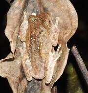 Image of Raorchestes hassanensis (Dutta 1985)