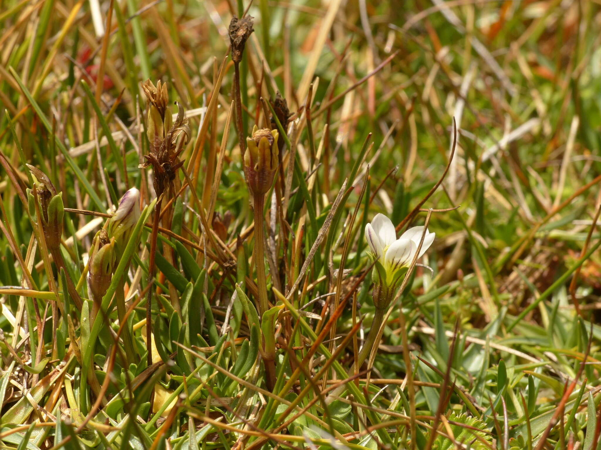 Image of Gentianella limoselloides (Kunth) Fabris