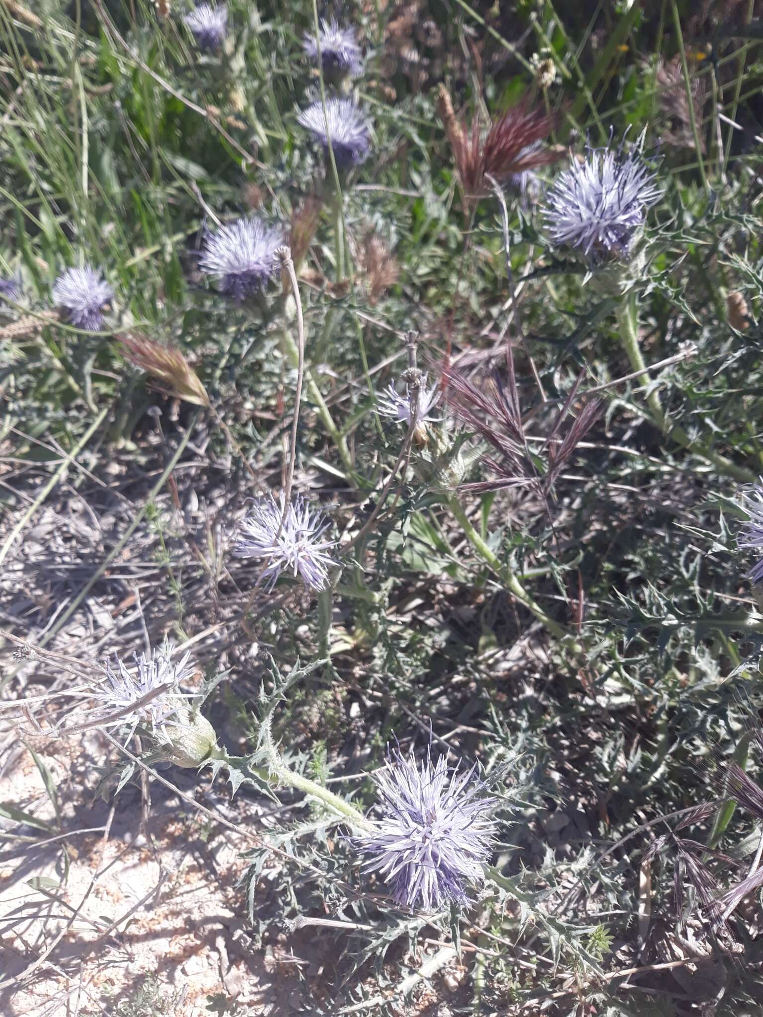 صورة Carduncellus caeruleus (L.) C. Presl