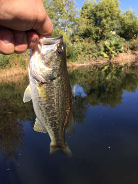 Micropterus resmi