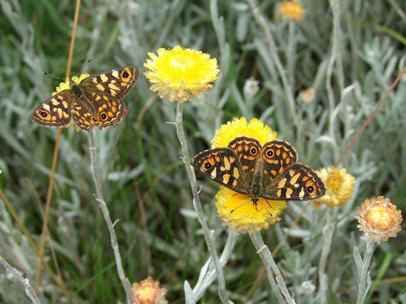 Imagem de Oreixenica orichora Meyrick 1885