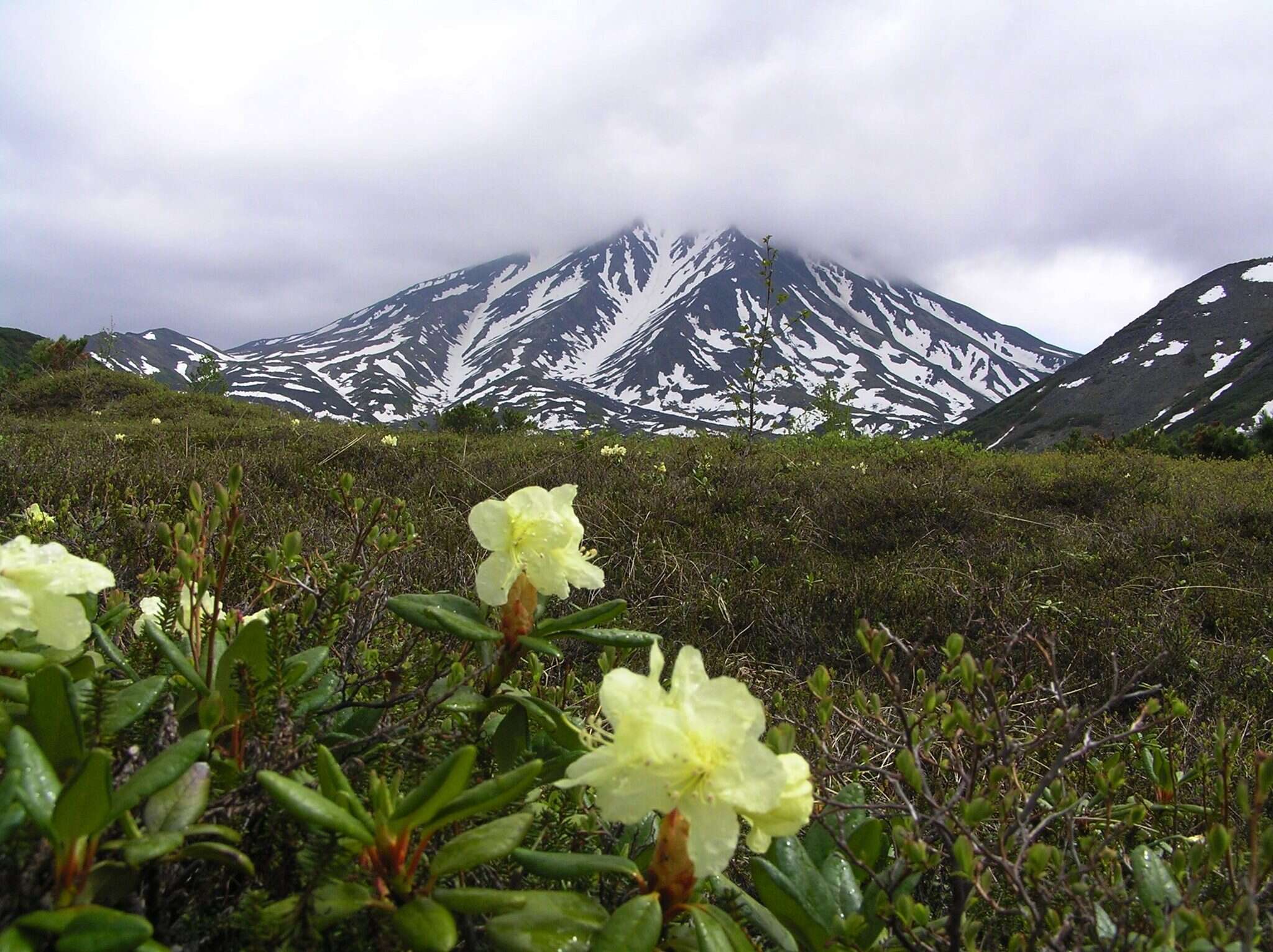 Image of Rhododendron aureum Georgi