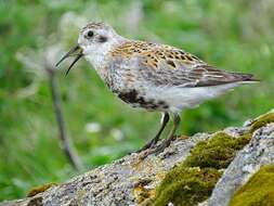 Sivun Calidris ptilocnemis ptilocnemis (Coues 1873) kuva