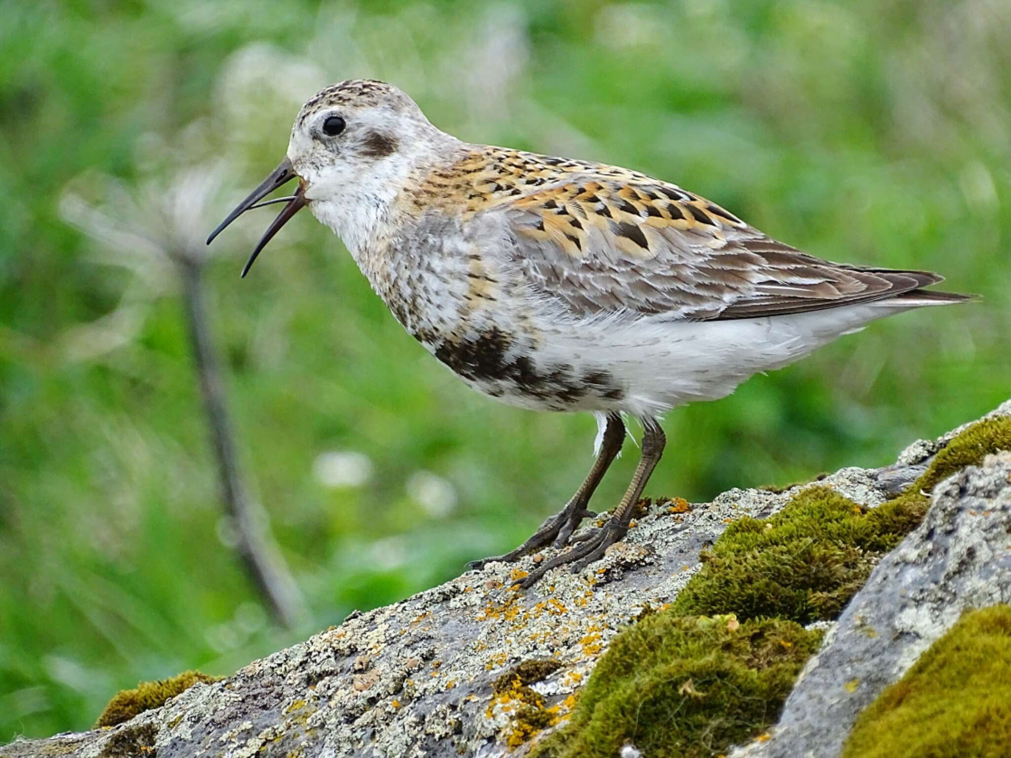 Image de Calidris ptilocnemis ptilocnemis (Coues 1873)