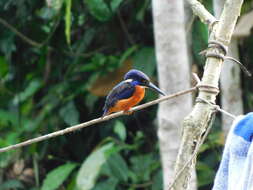 Image of Shining-blue Kingfisher