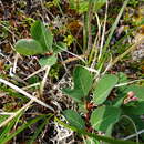 Image of Salix alexii-skvortzovii A. P. Khokhryakov