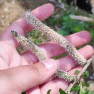 Image of rose-gold pussy willow