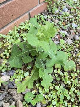 Image of Lactuca formosana Maxim.