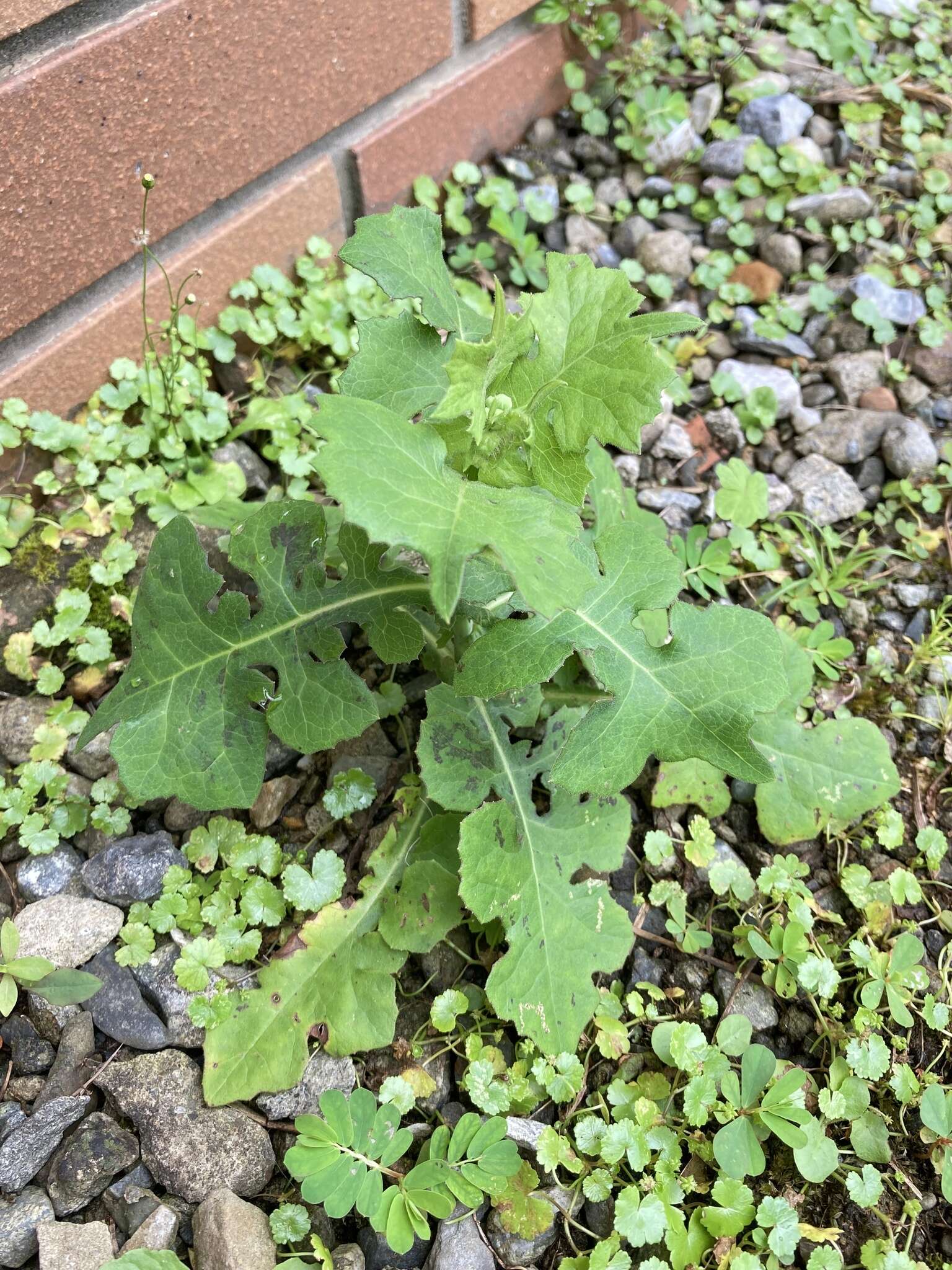 Lactuca formosana Maxim.的圖片