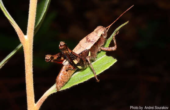 Слика од Melanoplus querneus Rehn, J. A. G. & Hebard 1916