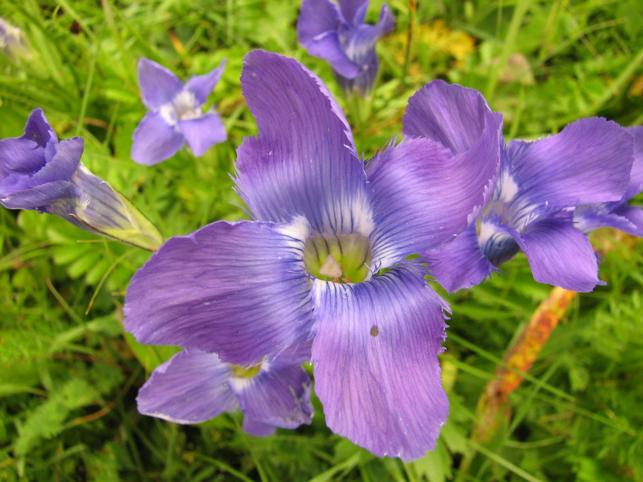 Gentianopsis barbata (Froel.) Ma的圖片