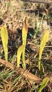 Image of Carolina Grasswort