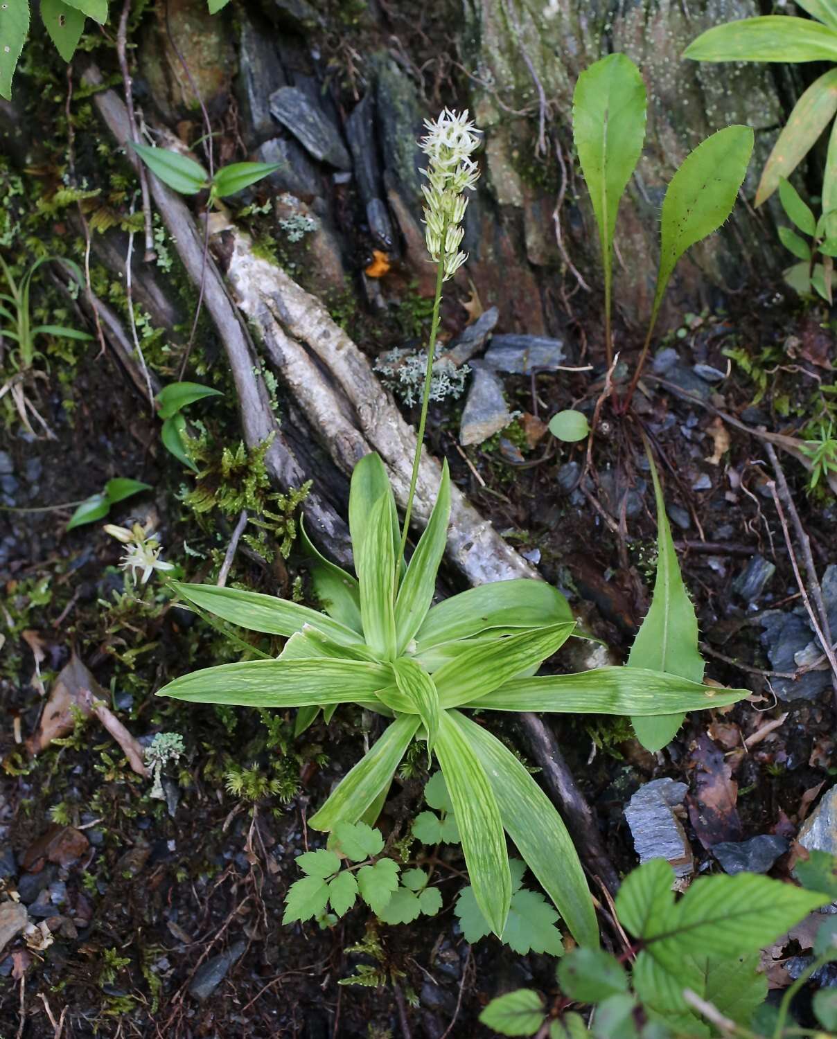 Image of Metanarthecium luteoviride Maxim.