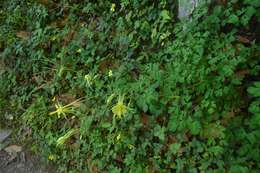 Image of longspur columbine