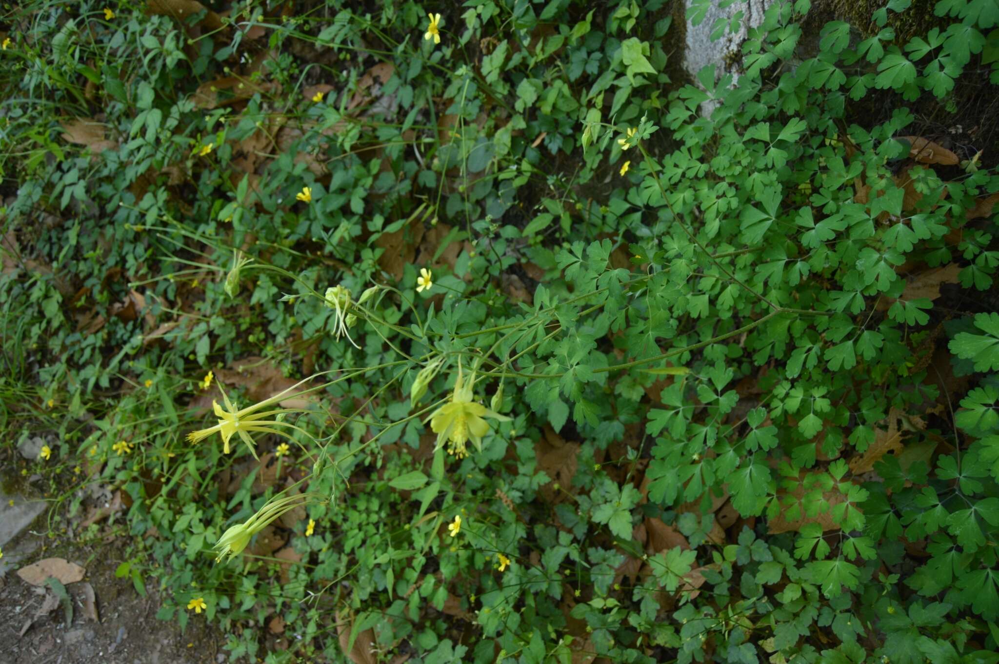 Image of longspur columbine