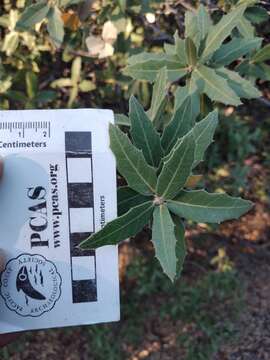 Image of Quercus peninsularis Trel.