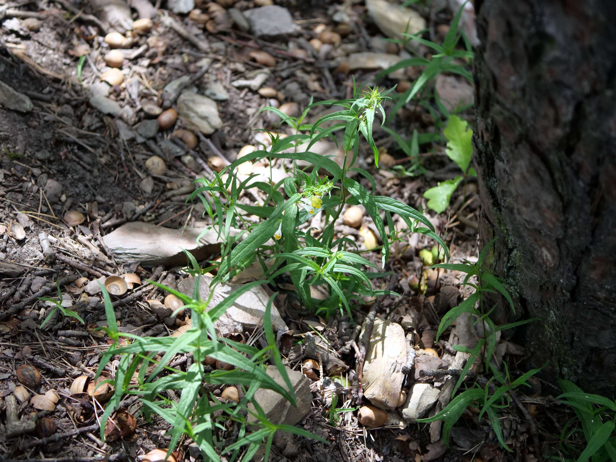 Image of Melampyrum pratense subsp. commutatum (Tausch ex A. Kern.) C. E. Britton