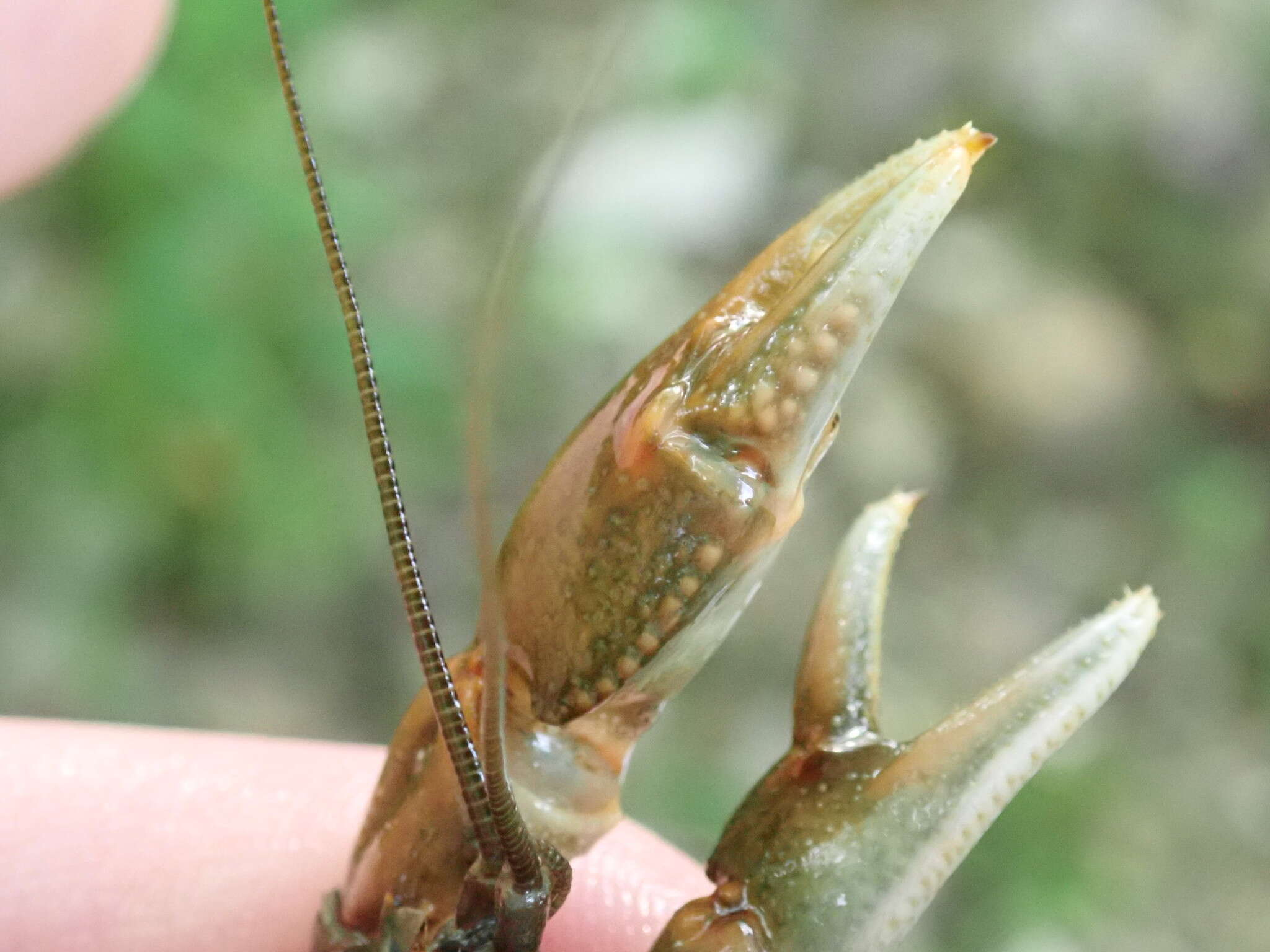 Image of Cambarus rusticiformis Rhoades 1944