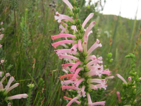 Image de Erica curviflora L.