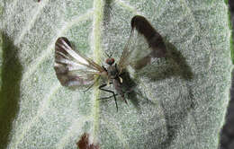 صورة Rhamphomyia marginata (Fabricius 1787)