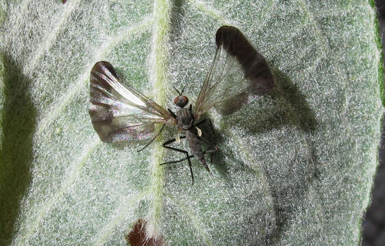 Image of Rhamphomyia marginata (Fabricius 1787)