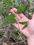 Plancia ëd Cornus asperifolia Michx.