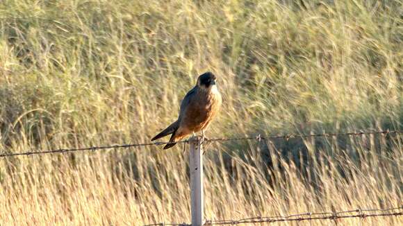 Image of Australian Hobby