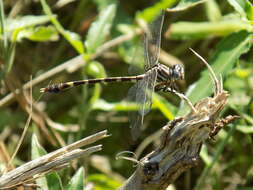 Image of Five-striped Leaftail