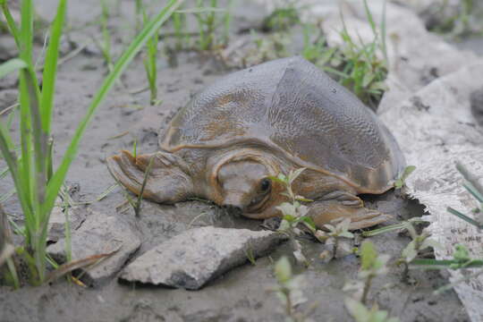 Image of pig-nosed turtle