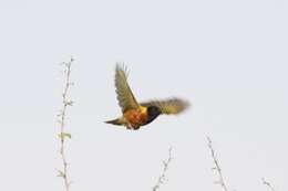 Image of Black-headed Weaver