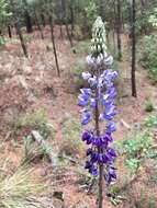 Image of Lupinus mexicanus Lag.