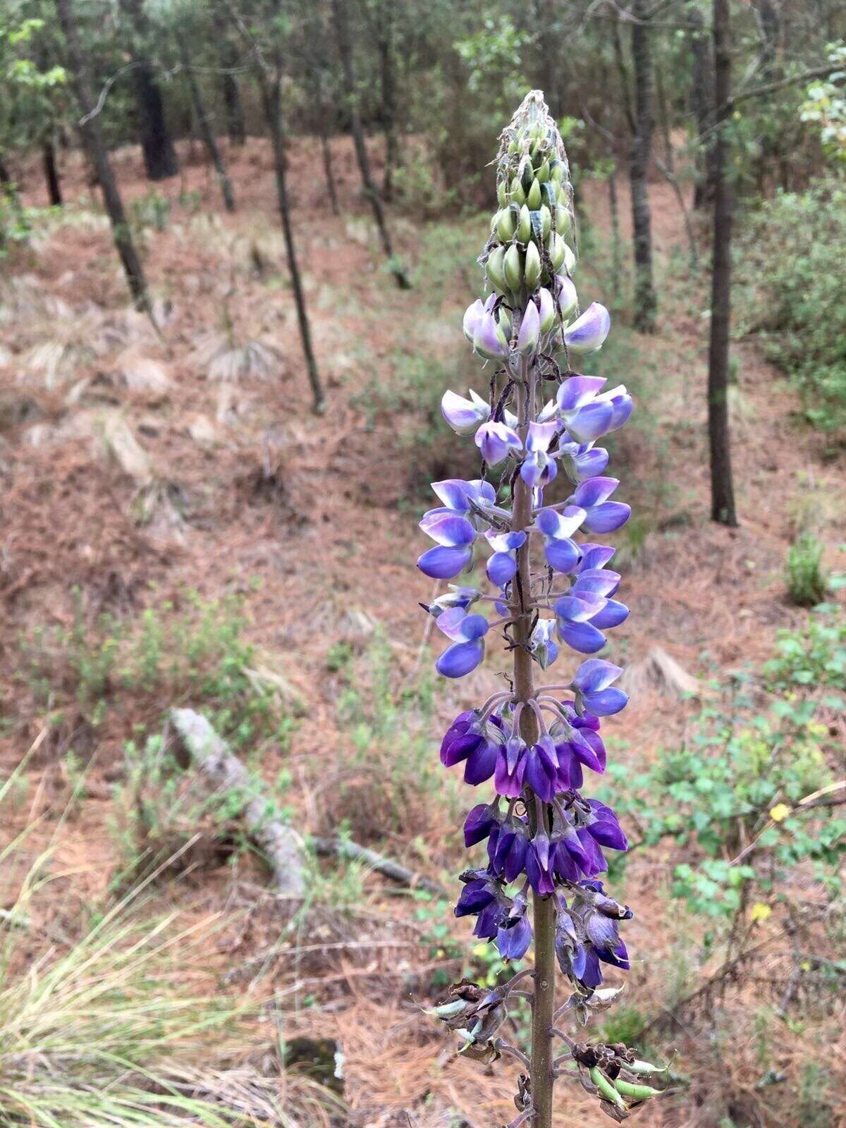 Image of Lupinus mexicanus Lag.