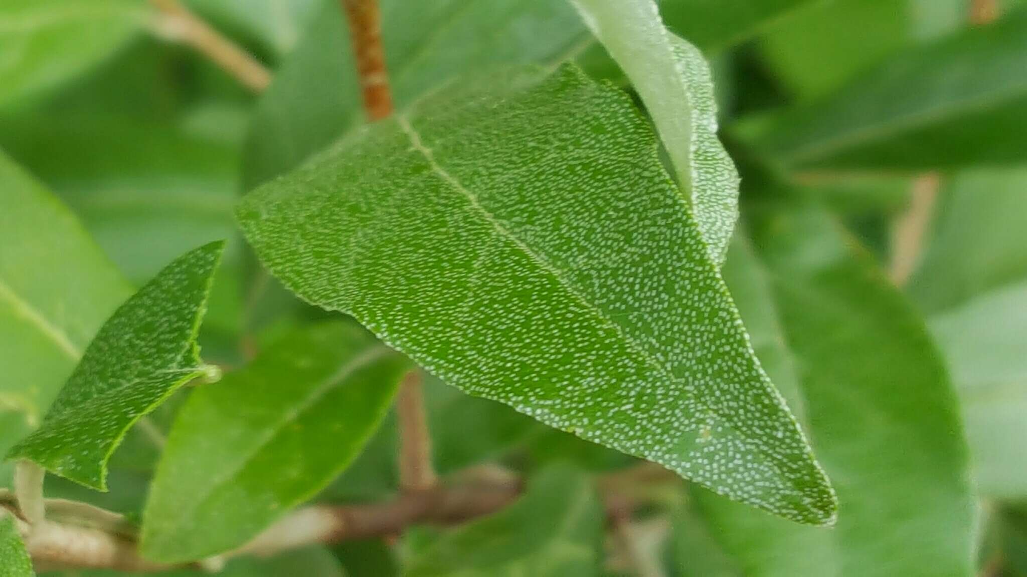 Image of autumn olive