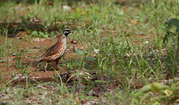 Image of Black-throated Bobwhite