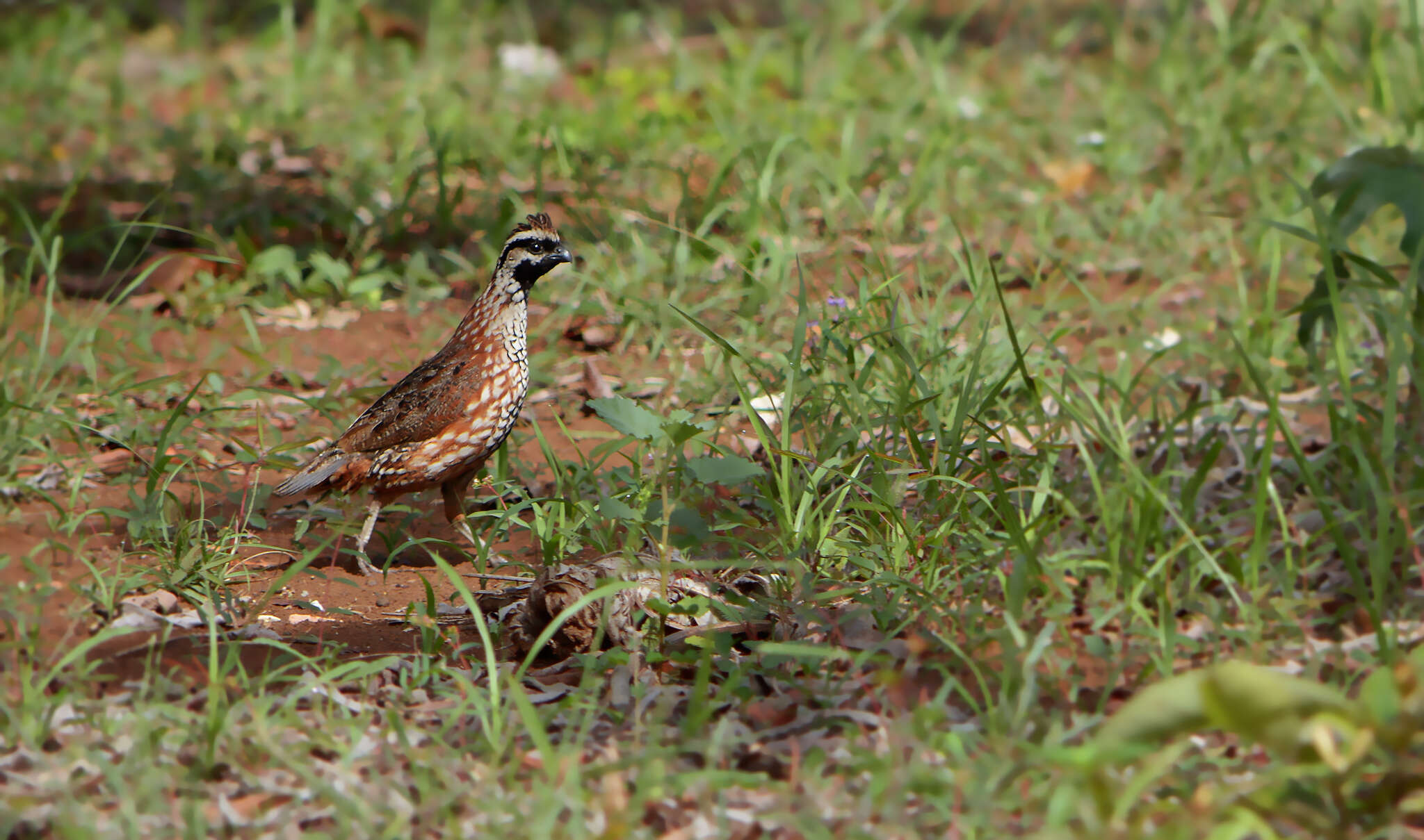 Image of Black-throated Bobwhite