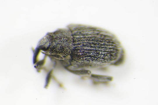 Image of <i>Sirocalodes nigrinus</i> Wagner 1938
