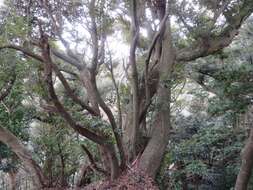 Слика од Castanopsis sieboldii (Makino) Hatus.