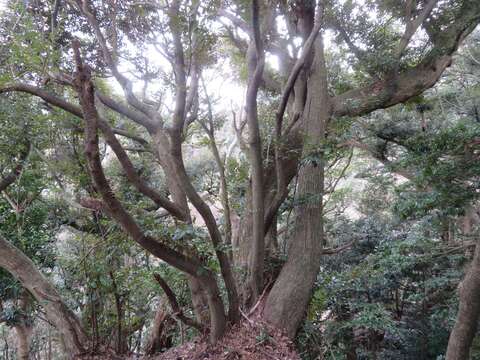 Image of Castanopsis sieboldii (Makino) Hatus.