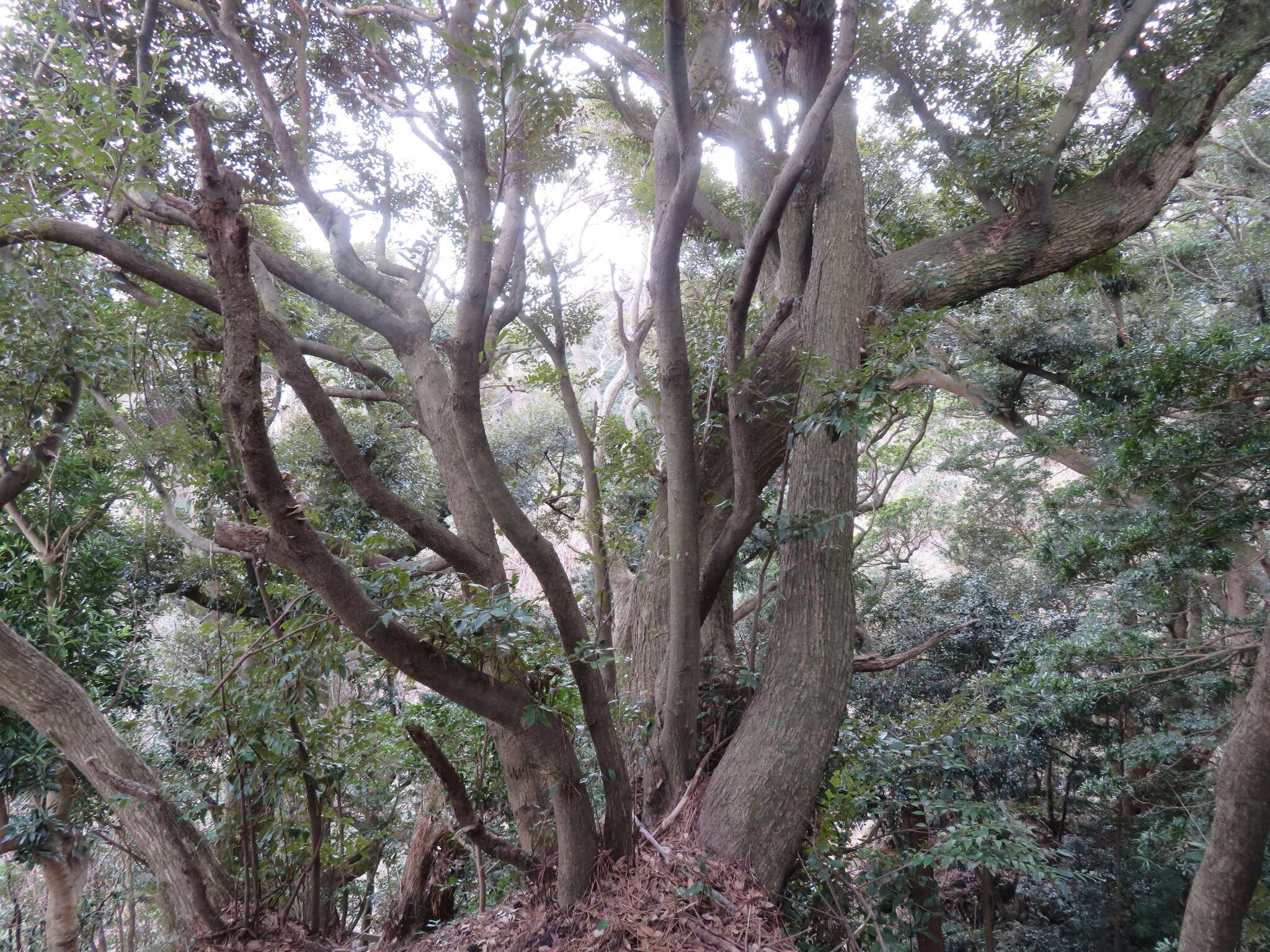 Image of Castanopsis sieboldii (Makino) Hatus.