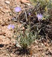 Image de Xylorhiza tortifolia (Torr. & A. Gray) Greene