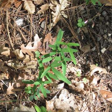 Image of Arizona ticktrefoil