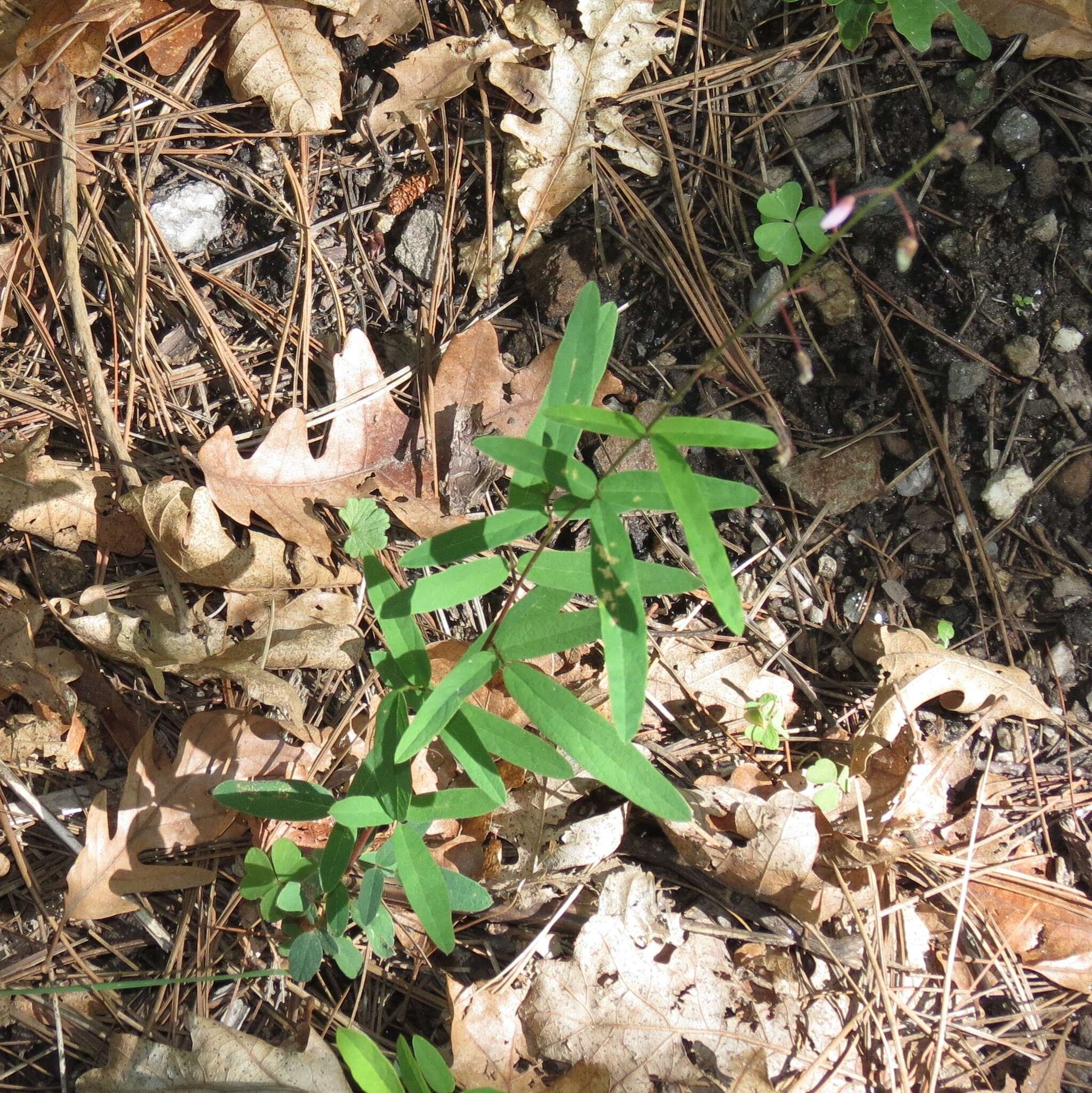 Desmodium arizonicum S. Watson resmi